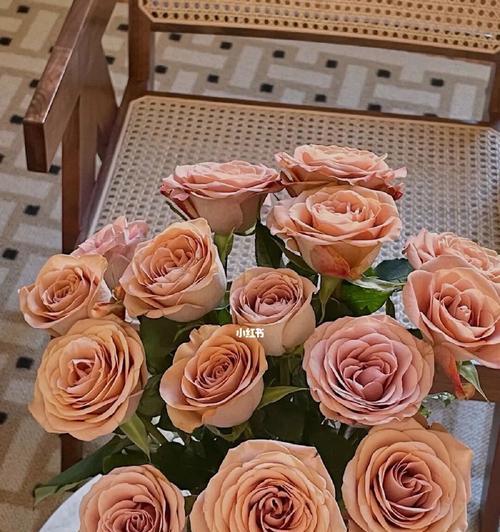 卡布奇诺玫瑰花语寓意（浪漫与温暖交织的花海）