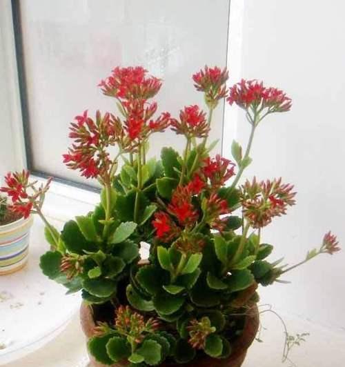 以菊花的花语为主题的文章（菊花的花语）