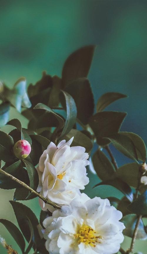 白山茶的花语——品味生命的纯净和坚韧（以白山茶之花语）