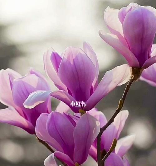 紫色玉兰花花语（秉持着恒久的信念）