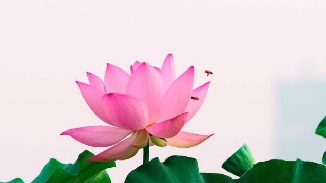 莲花寓意与象征风水（探索莲花的美与福祉）