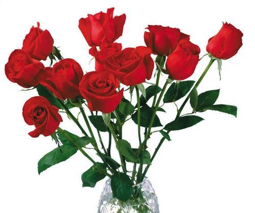 玫瑰花（玫瑰花的神秘意义与文化背景）