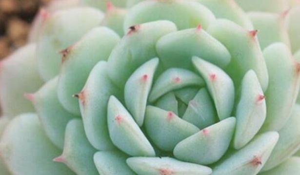 多肉花语与寓意（用多肉送人）