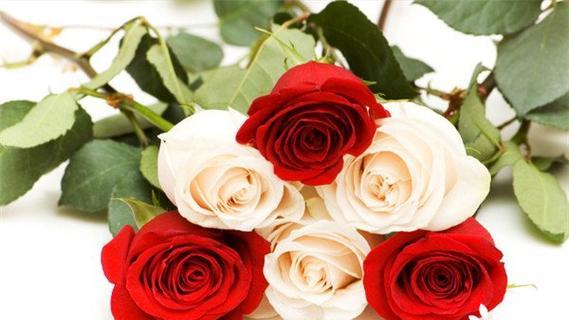 九朵玫瑰花的花语解析——传递深情与祝福（一束九朵玫瑰）