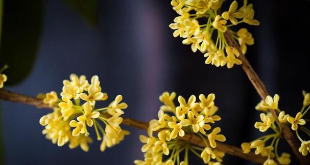 桂花的象征意义和寓意（探寻桂花独特的文化象征）