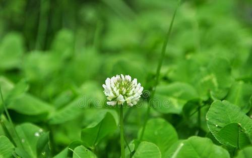 三叶草是哪个国家的国花？如何识别不同国家的国花？