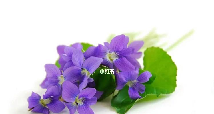 白色紫罗兰的花语（绽放着希望的馨香）