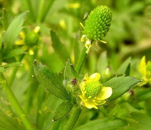 草本植物（探索草本植物的种类和功能）
