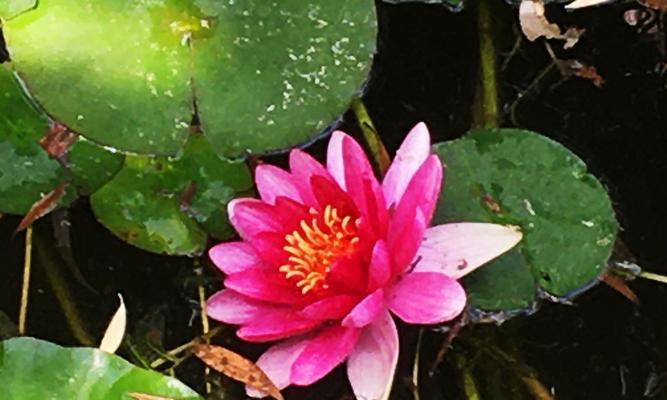 睡莲的意义与美（探寻自然之美）