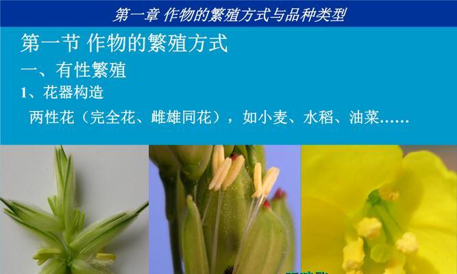 两性花与单性花的区别是什么？如何判断花的两性？