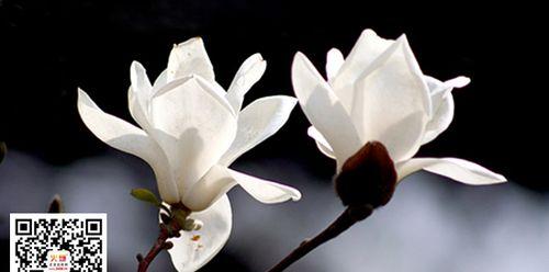 玉兰花的寓意与象征意义（揭示玉兰花的内涵与美丽）