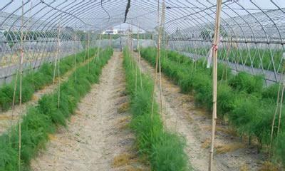 芦笋最佳种植时间是什么时候？种植后如何管理？