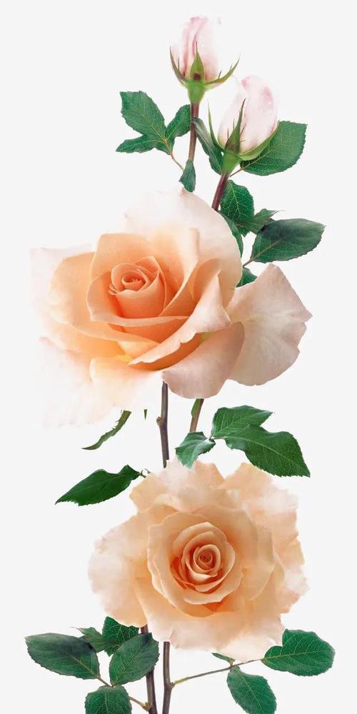 玫瑰花的意义与象征（探寻一朵玫瑰花背后的深层含义）