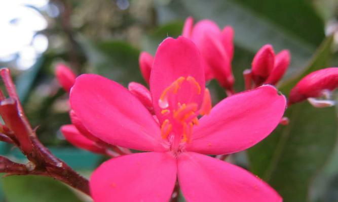 花语（寄托结束的情感）