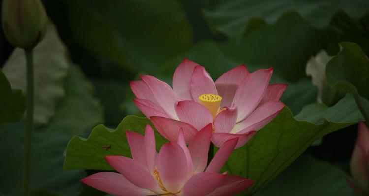 荷花的含义与象征意义（水中的圣洁——荷花的各类象征）
