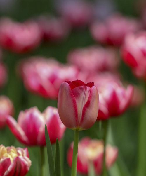 探寻粉色郁金香的花语（揭秘粉色郁金香的含义及象征）