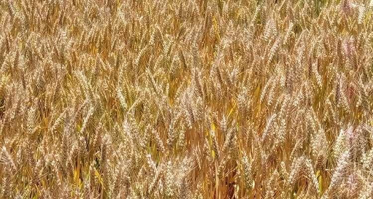 小麦在十二生肖中代表什么（探索小麦与生肖的神秘联系）