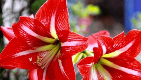 朱顶红花语的意义与传承（传承百年的爱与美丽）