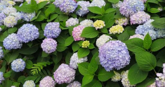 五瓣花的花语和寓意（探索五瓣花的深层含义）