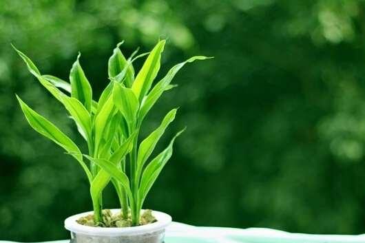 金边富贵竹花语（传承千年的吉祥之树）