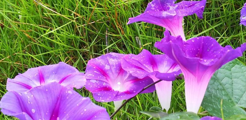 以牵牛花象征勇敢与顽强的人（探索牵牛花的花语及其对应人物的特质）