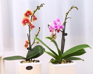蝴蝶兰放在卧室合适吗？房间最佳摆放位置是什么？