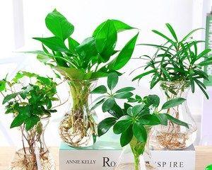 女性办公桌上摆放什么植物好？如何选择适合的办公桌植物？