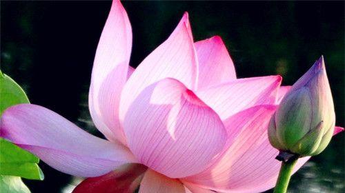 荷花精神的象征意义（探寻荷花所代表的精神力量）