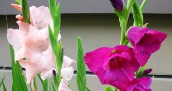 剑兰花语与寓意（探究剑兰的花语和象征意义）