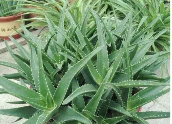 芦荟生长需要哪些环境条件？它的特点是什么？
