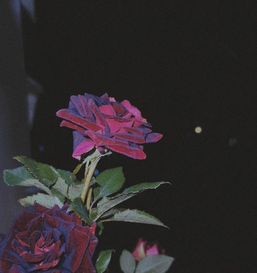 黑色玫瑰的花语（探索黑色玫瑰的意义和象征）