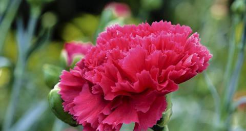 康乃馨的花语及象征意义（康乃馨花语的丰富含义与生活启示）