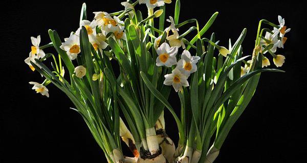 水仙花的花语——寓意美丽和希望的鲜花（传递忠诚与纯真的花语）