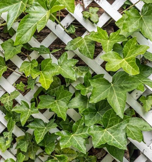 常春藤种植的最佳时间是什么时候？如何正确栽种？