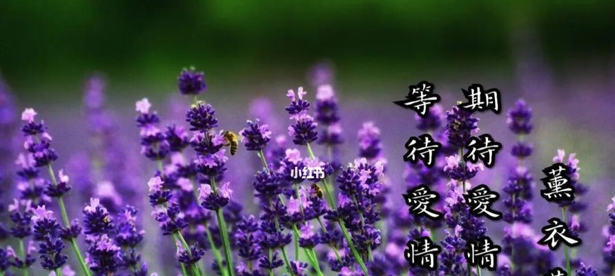薰衣草的花语与寓意（探索薰衣草的传情之道）