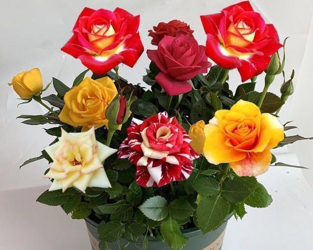 不同颜色玫瑰花的意义与象征（用花语传递心意）