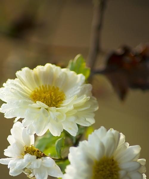 白菊花的代表意义与传承（纯洁、勇敢、坚强）