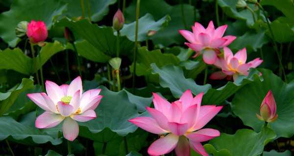 荷花的花语与寓意（传递祥和与纯洁的象征）