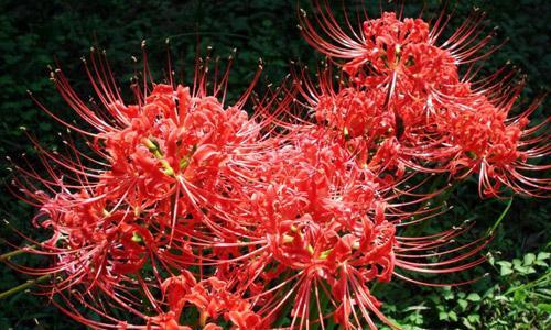 曼珠沙华（花开如梦）