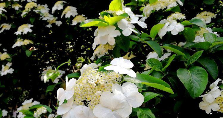 白琼花的花语与寓意（美丽而纯洁的白琼花）