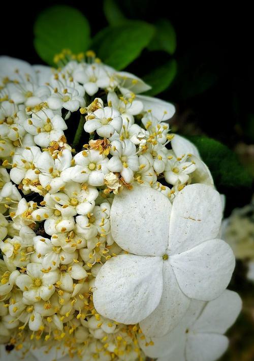 白琼花的花语与寓意（美丽而纯洁的白琼花）