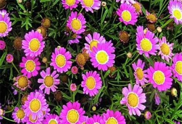 玛格丽特花的寓意与象征（美丽与坚韧并存）