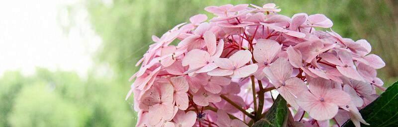 绣球花的花语与寓意（细数绣球花的美丽语言）