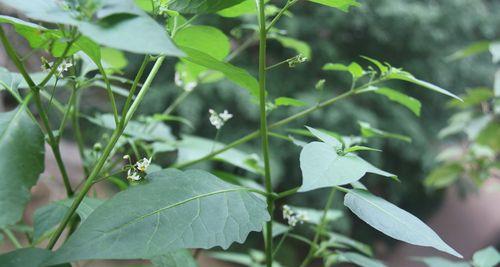 牵牛花不开花的原因是什么？如何解决？
