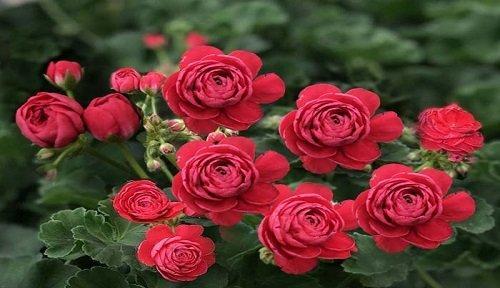 天竺葵长花苞的最佳时机是什么时候？如何促进花苞生长？