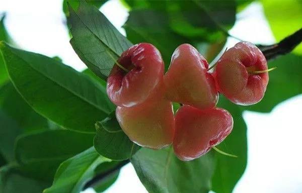 莲雾不开花是什么原因？如何解决？