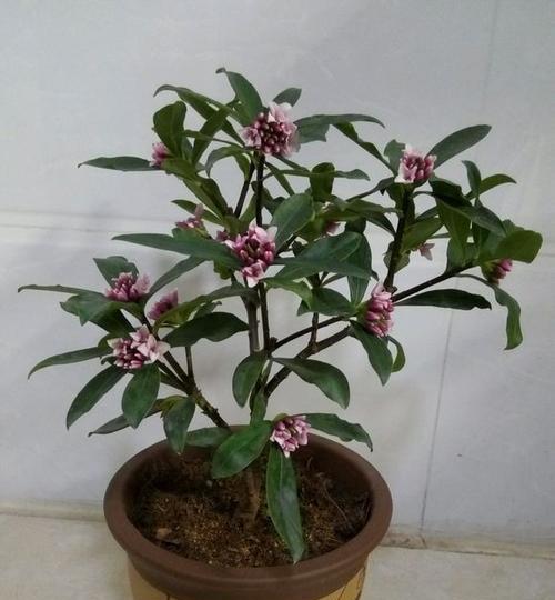 瑞香盆栽养殖方法是什么？养殖过程中应该注意哪些问题？