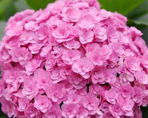 绣球花之意——爱的承诺（探寻绣球花的象征意义）