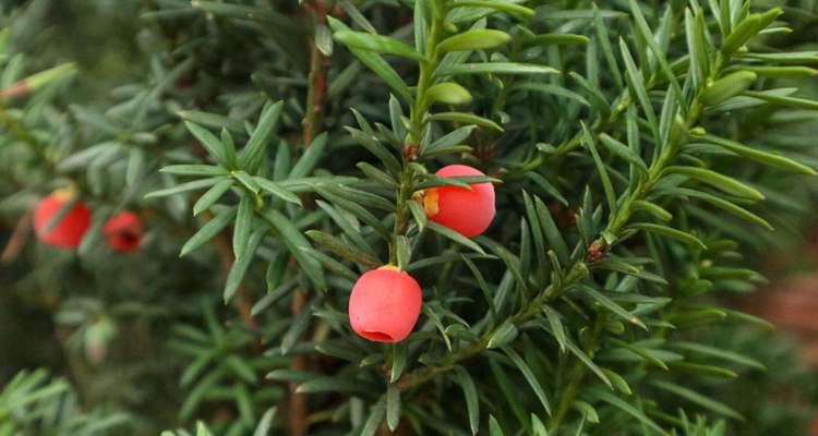 红豆杉好养吗？养殖方法和养护要点是什么？