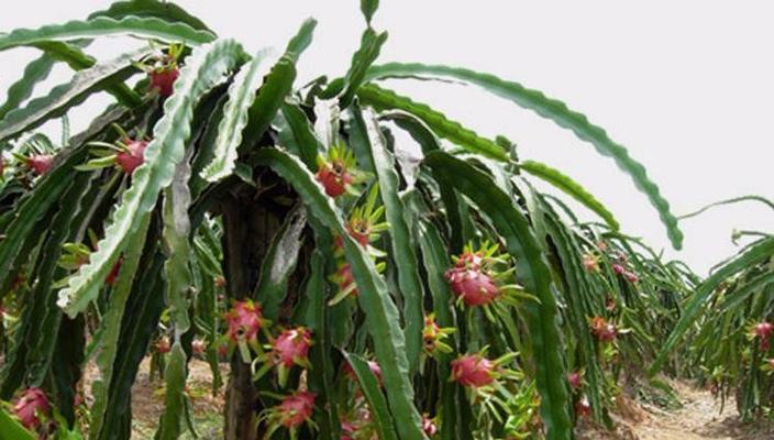 盆栽火龙果最佳种植时间是什么时候？如何确保成活率？